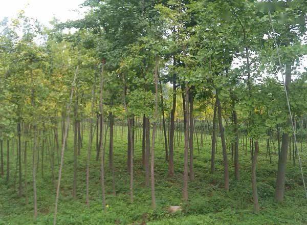 宝鸡4家林木种苗生产经营单位被确定为首批全国苗木信息采集点单位